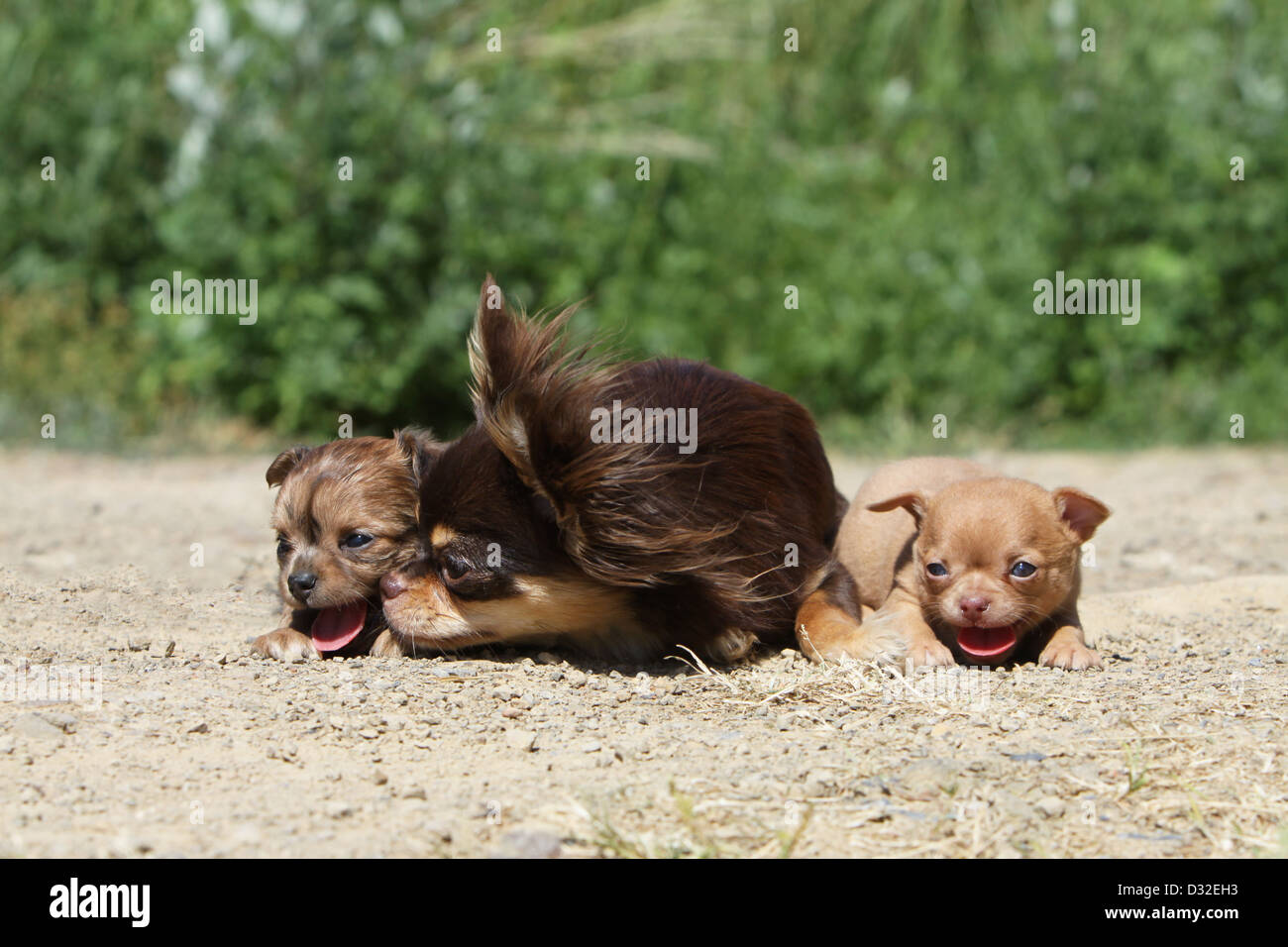 Chihuahua Puppies Mom Stock Photos Chihuahua Puppies Mom Stock