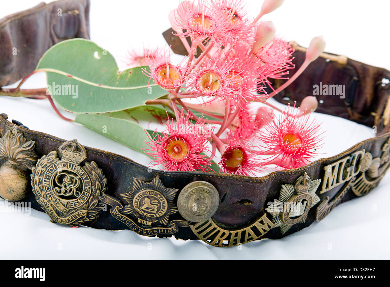Image of First World War Army Belt with medals and badges attached and some  Australian Native Grevillea flowers Stock Photo
