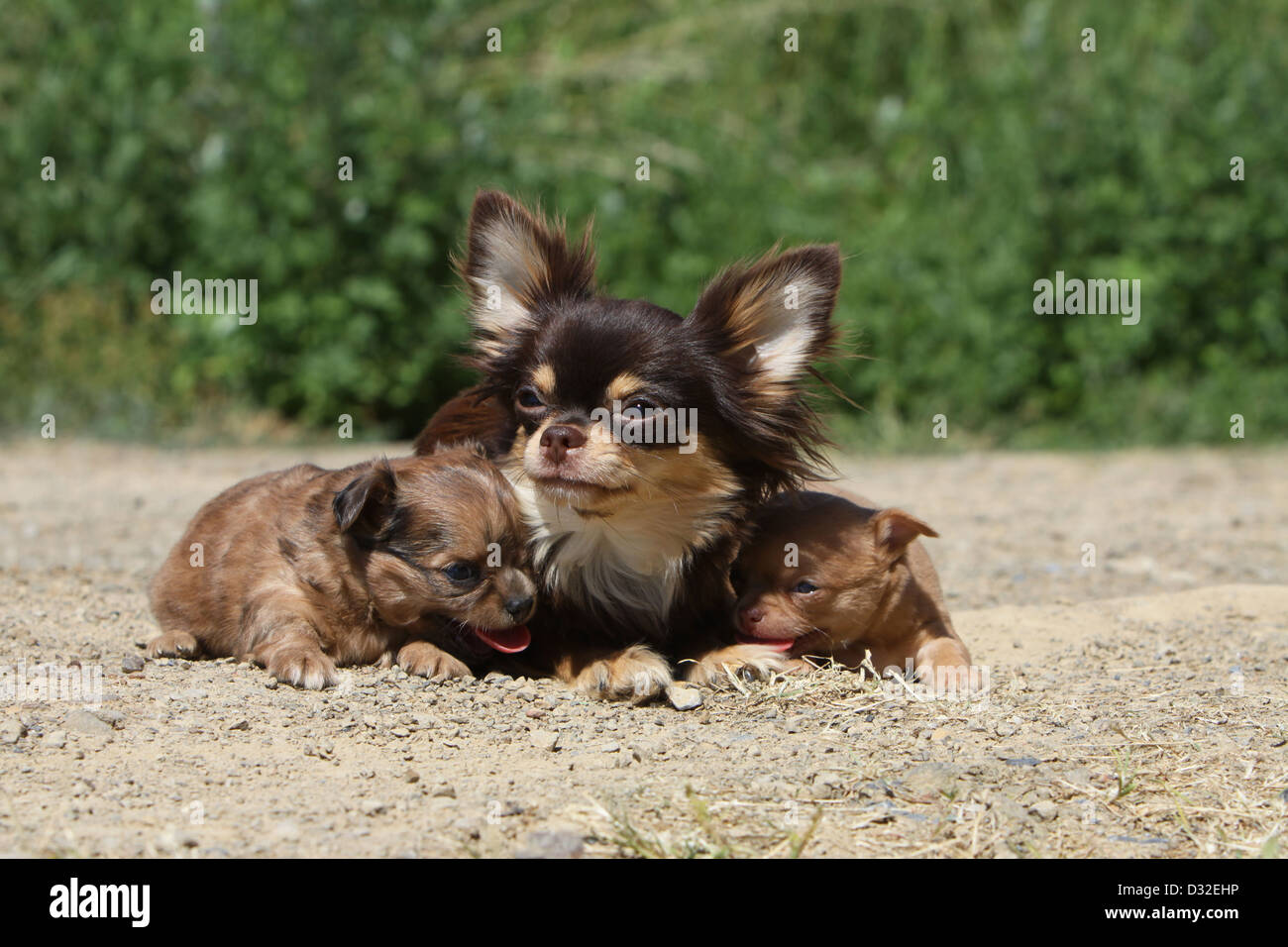 Chihuahua Puppies Mom Stock Photos Chihuahua Puppies Mom Stock