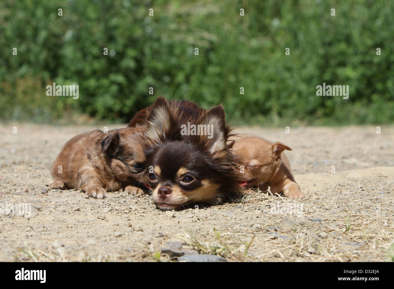 medium haired chihuahua