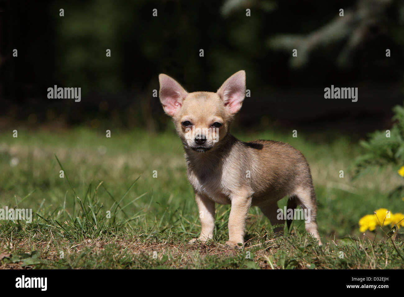 Dog Chihuahua Shorthair Puppy Standing In A Garden Stock Photo