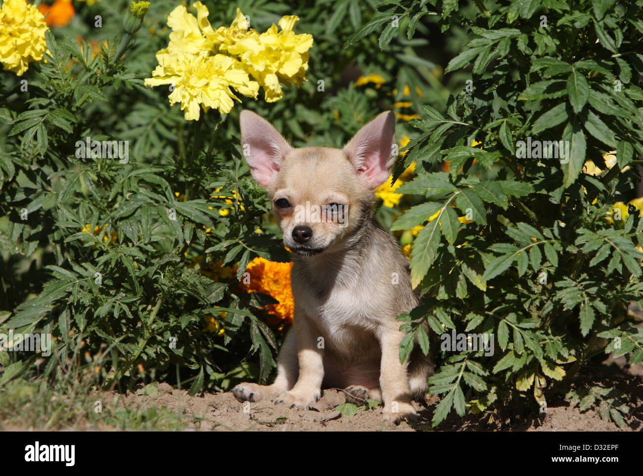 Dog Chihuahua Shorthair Puppy Sitting In A Park Stock Photo