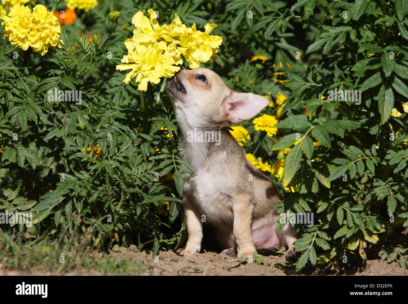 Puppy Eating Plants