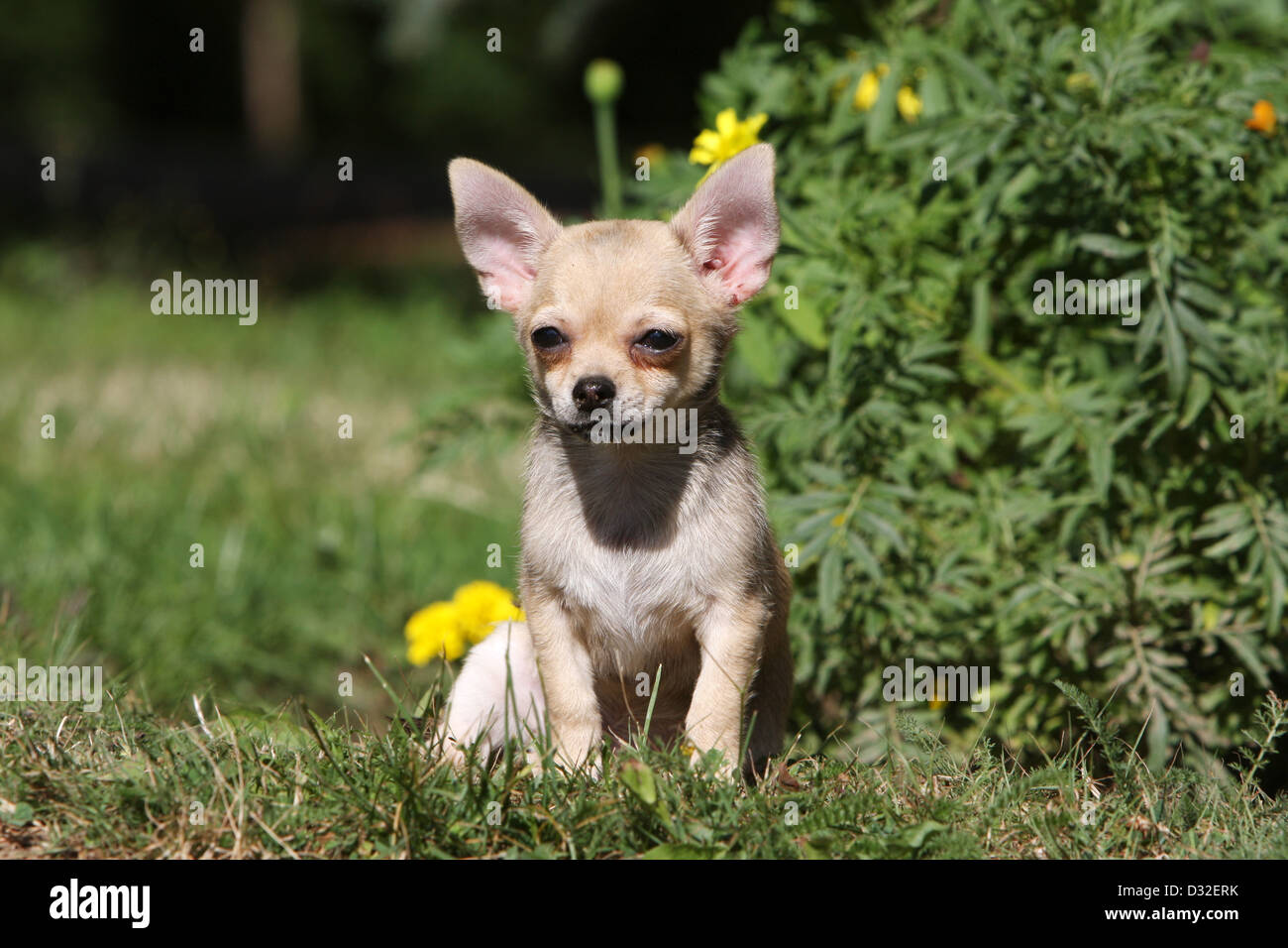 Dog Chihuahua Shorthair Puppy Sitting In A Garden Stock Photo