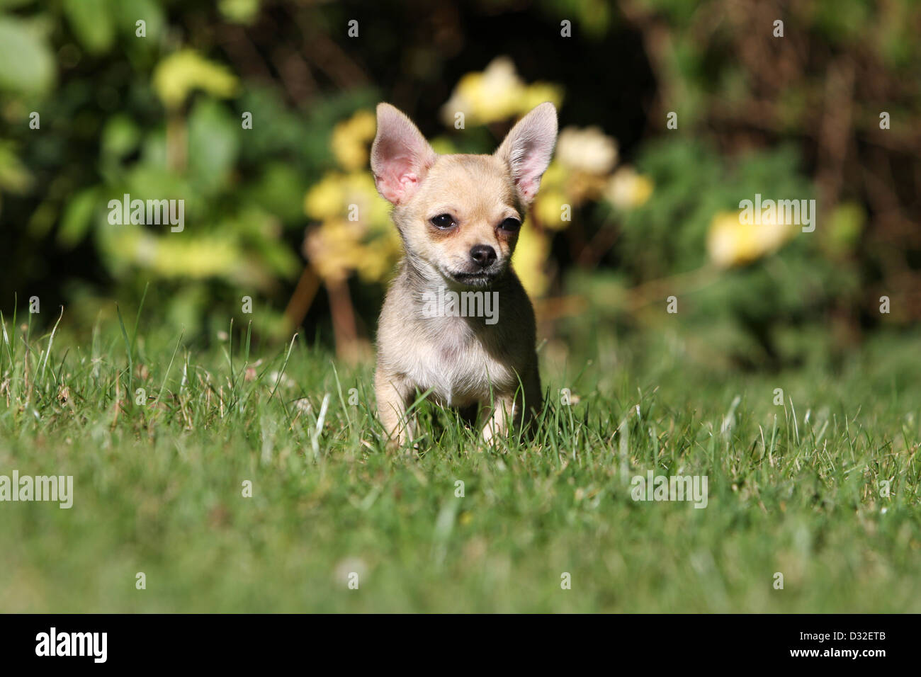 Dog Chihuahua Shorthair Puppy Standing In A Garden Stock Photo