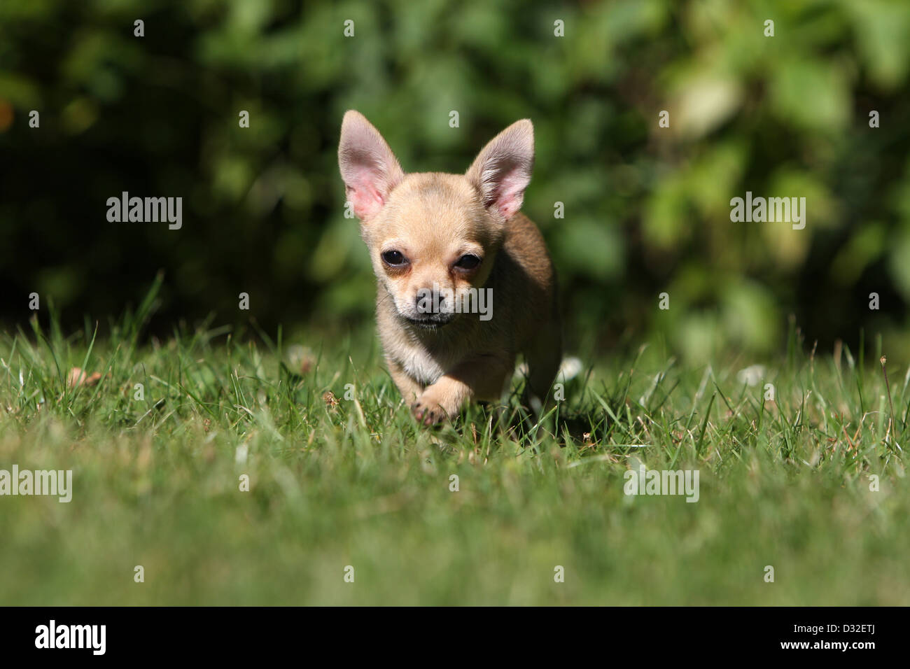 Dog Chihuahua Shorthair Puppy Running In A Garden Stock Photo