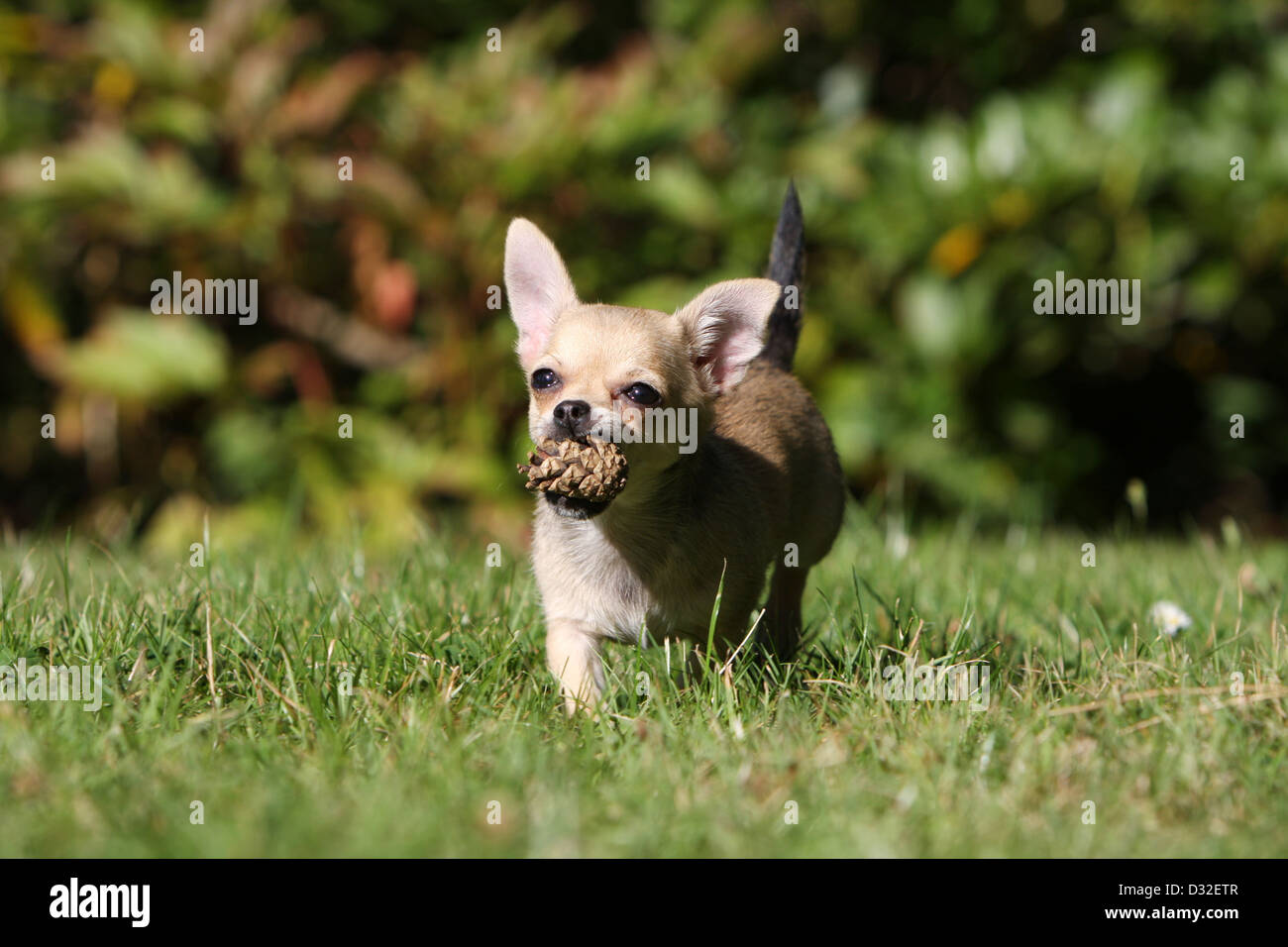 What Happens If My Dog Eats A Pine Cone