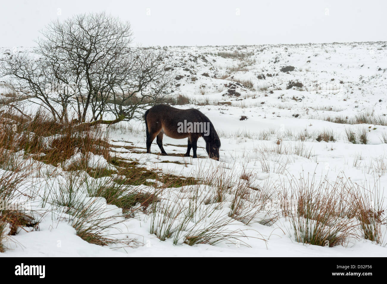 Dartmoor ponies in snowy winter weather on Dartmoor near the Warren ...