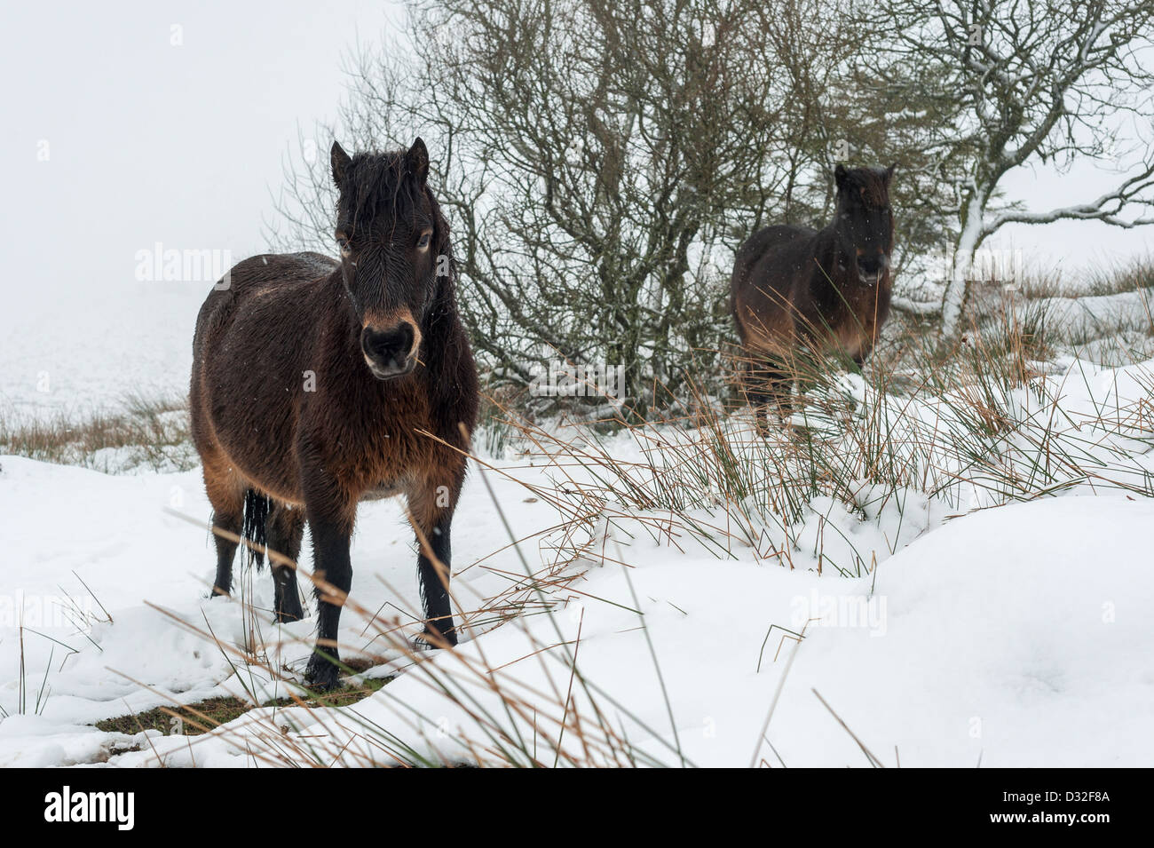 Dartmoor pony snow hires stock photography and images Alamy