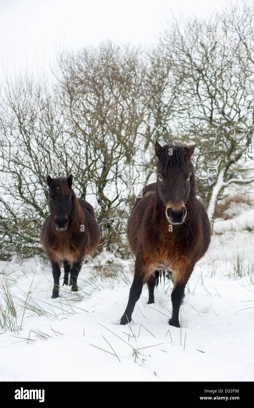 Dartmoor ponies in snowy winter weather on Dartmoor near the Warren
