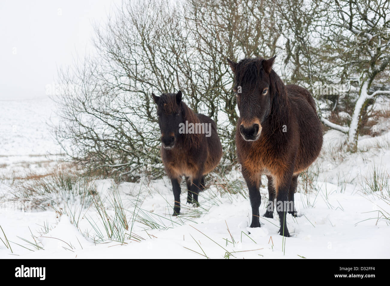 Dartmoor Pony Snow High Resolution Stock Photography and Images Alamy