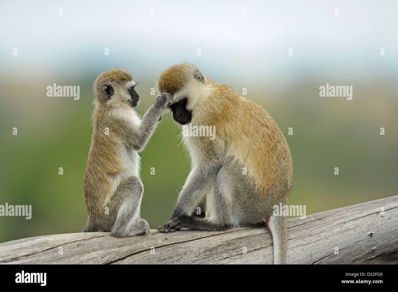 Vervet monkey (Chlorocebus pygerythrus) playing in Tarangire national park, Tanzania Stock Photo