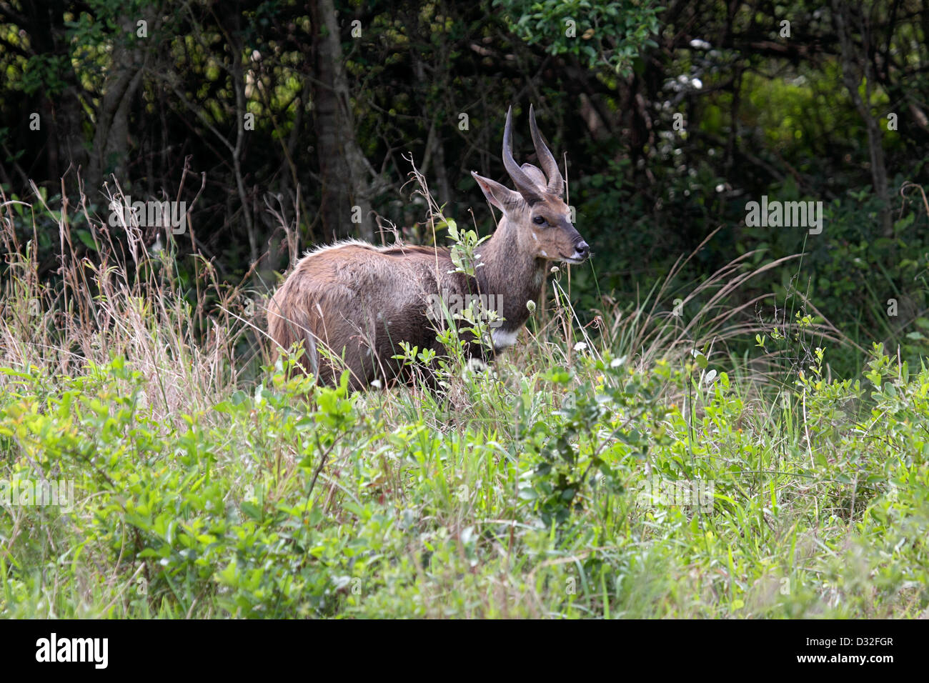 Bushbuck ram in the bush in South Africa Stock Photo - Alamy