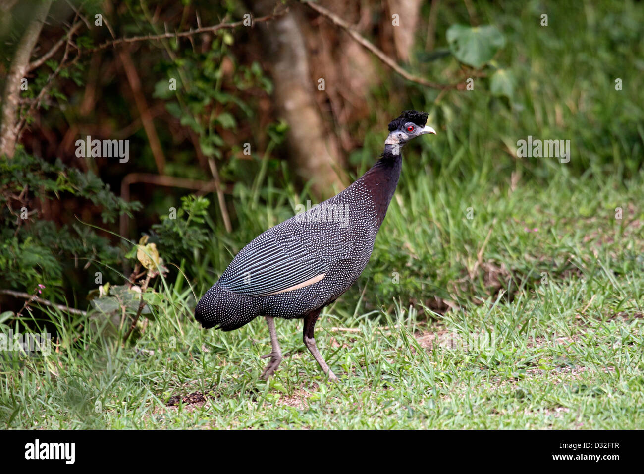 Crested guineafowl in South Africa Stock Photo