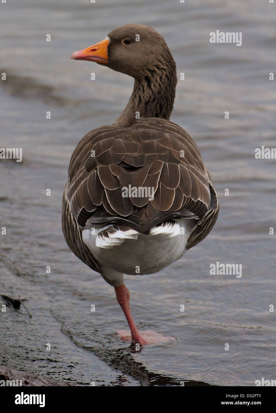 Greylag goose standing on one leg in Hyde Park, London Stock Photo - Alamy