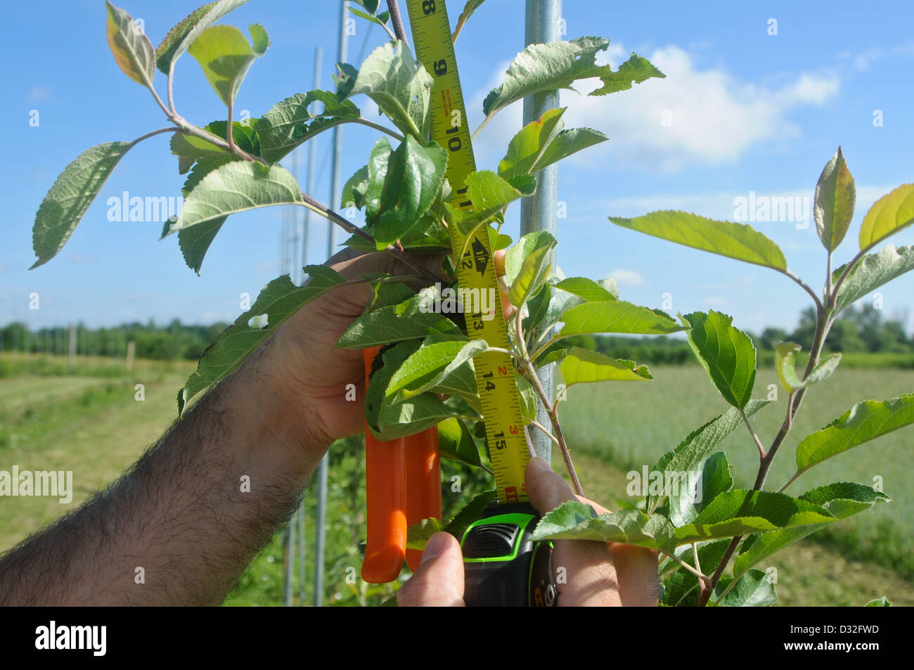 Sampling Apple Tree Measuring growth in apple tree Stock Photo - Alamy
