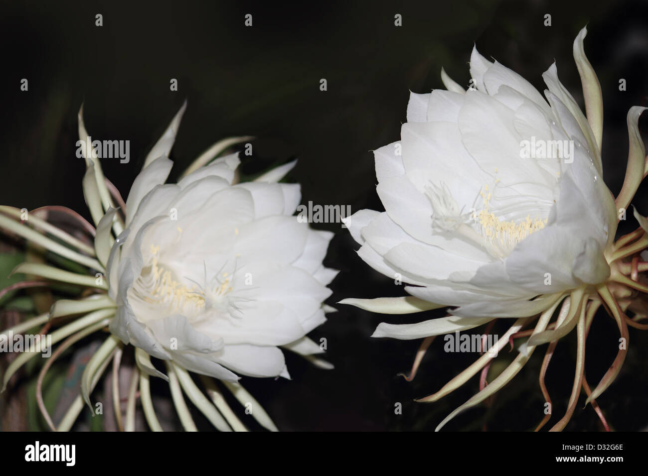 Epiphyllum oxypetalum, a night-blooming cactus flower Stock Photo ...