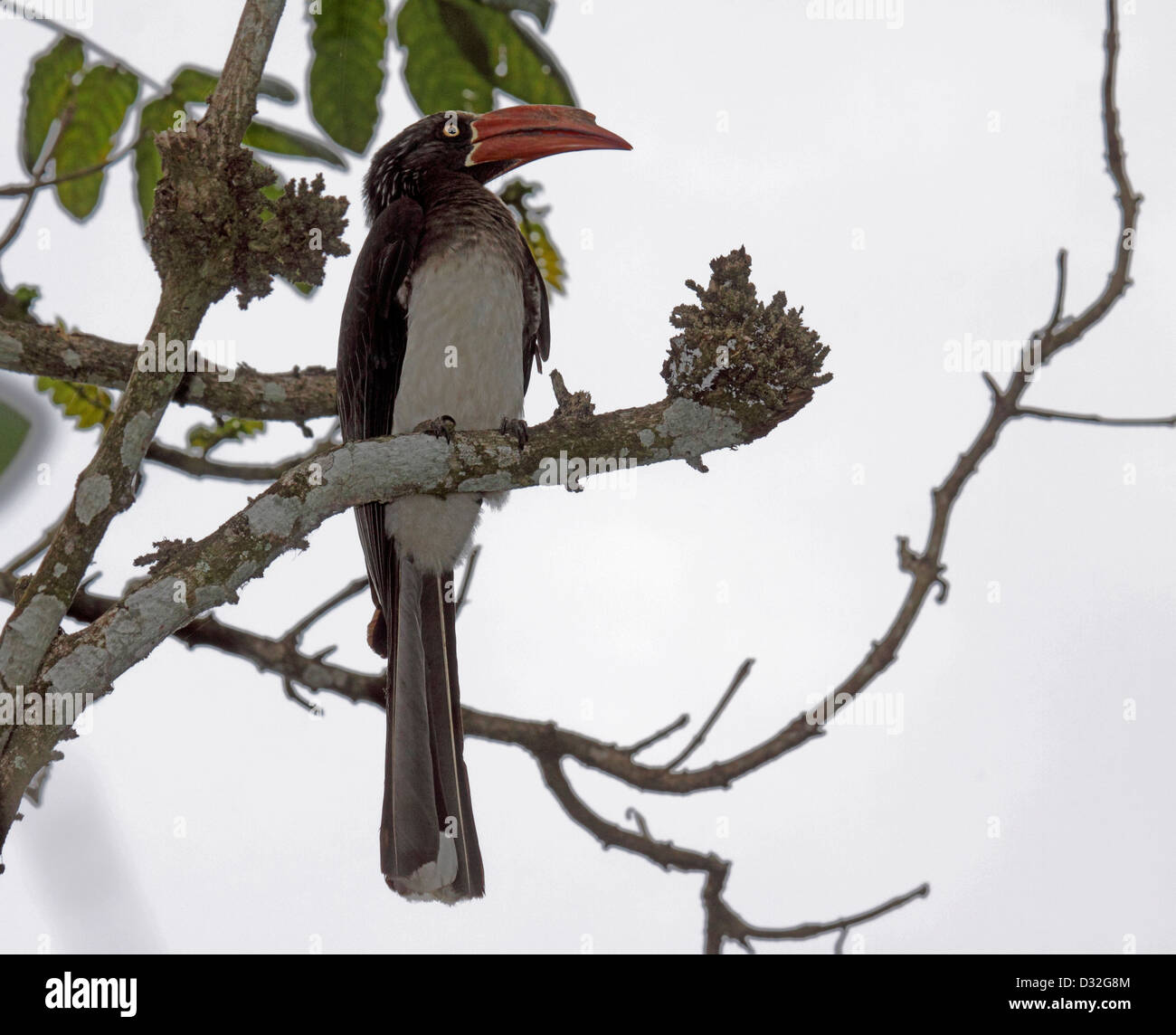 Crowned hornbill perched on branch of tree in South Africa Stock Photo