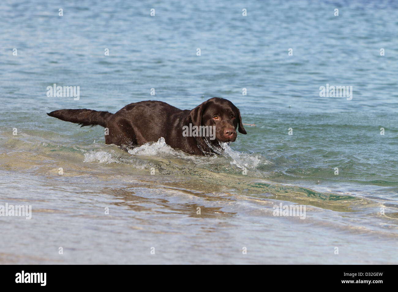 DDog Labrador Retriever  adult (chocolate) swimming in the sea Stock Photo