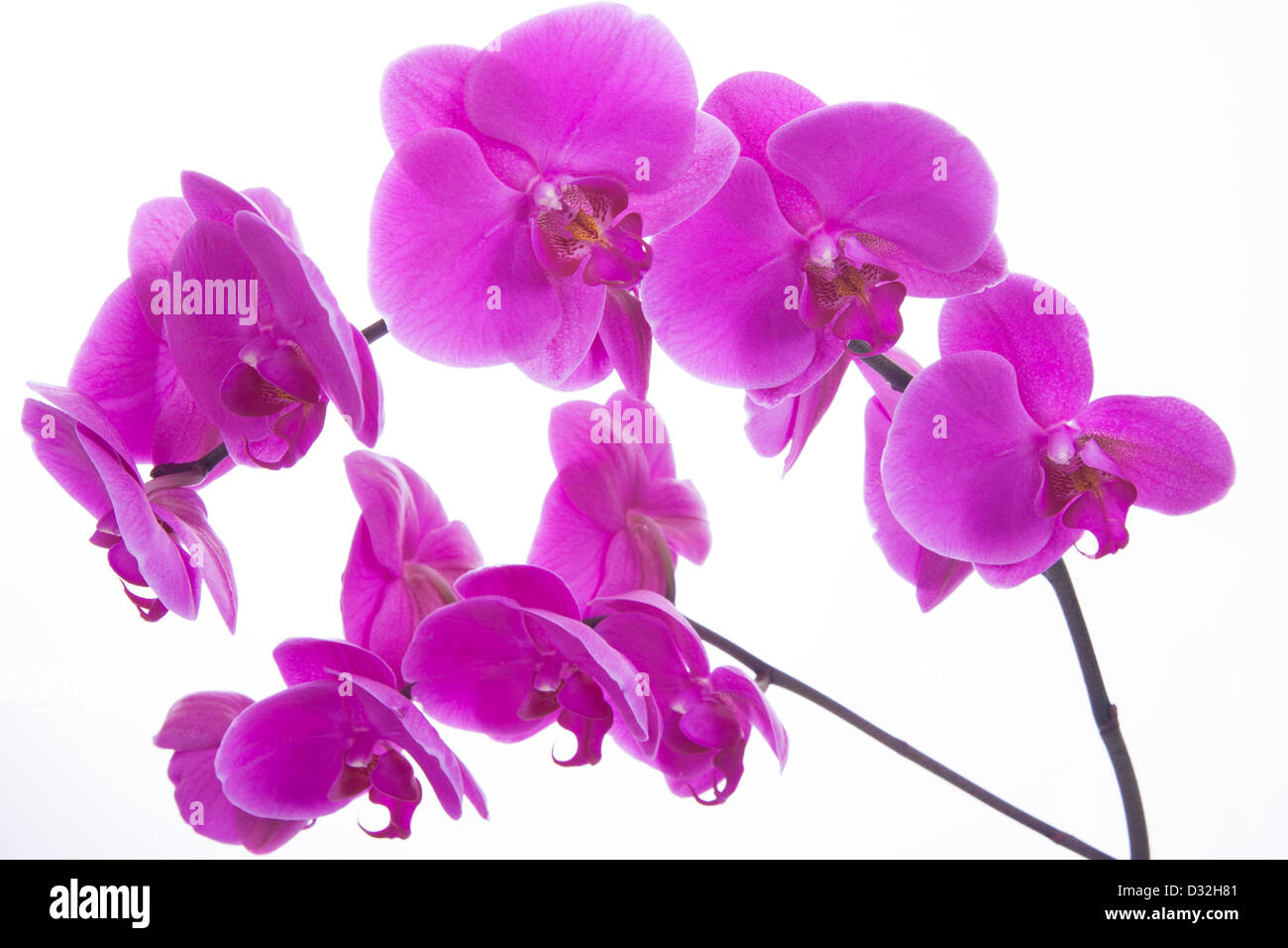 pink flowers orchid on a white background isolated Stock Photo - Alamy