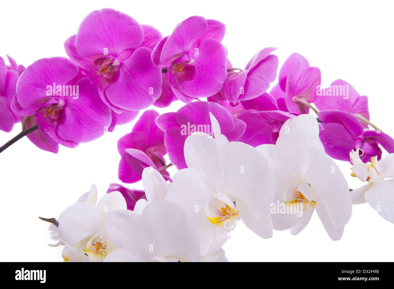 pink flowers orchid on a white background isolated Stock Photo - Alamy