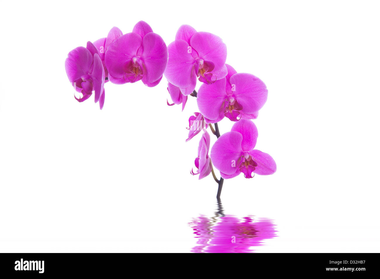 pink flowers orchid on a white background isolated Stock Photo - Alamy