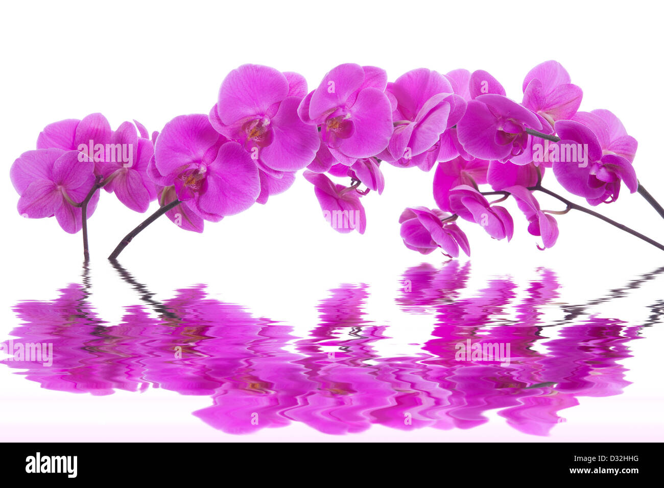 pink flowers orchid on a white background isolated Stock Photo - Alamy