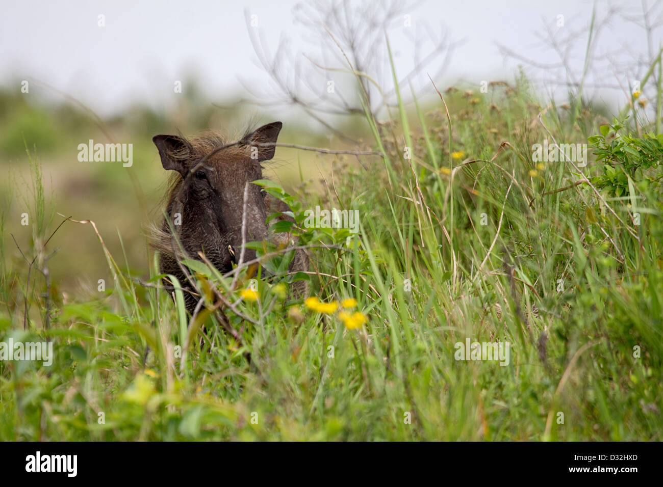 Common warthog peering out from concealment in tall grassland in South Africa Stock Photo