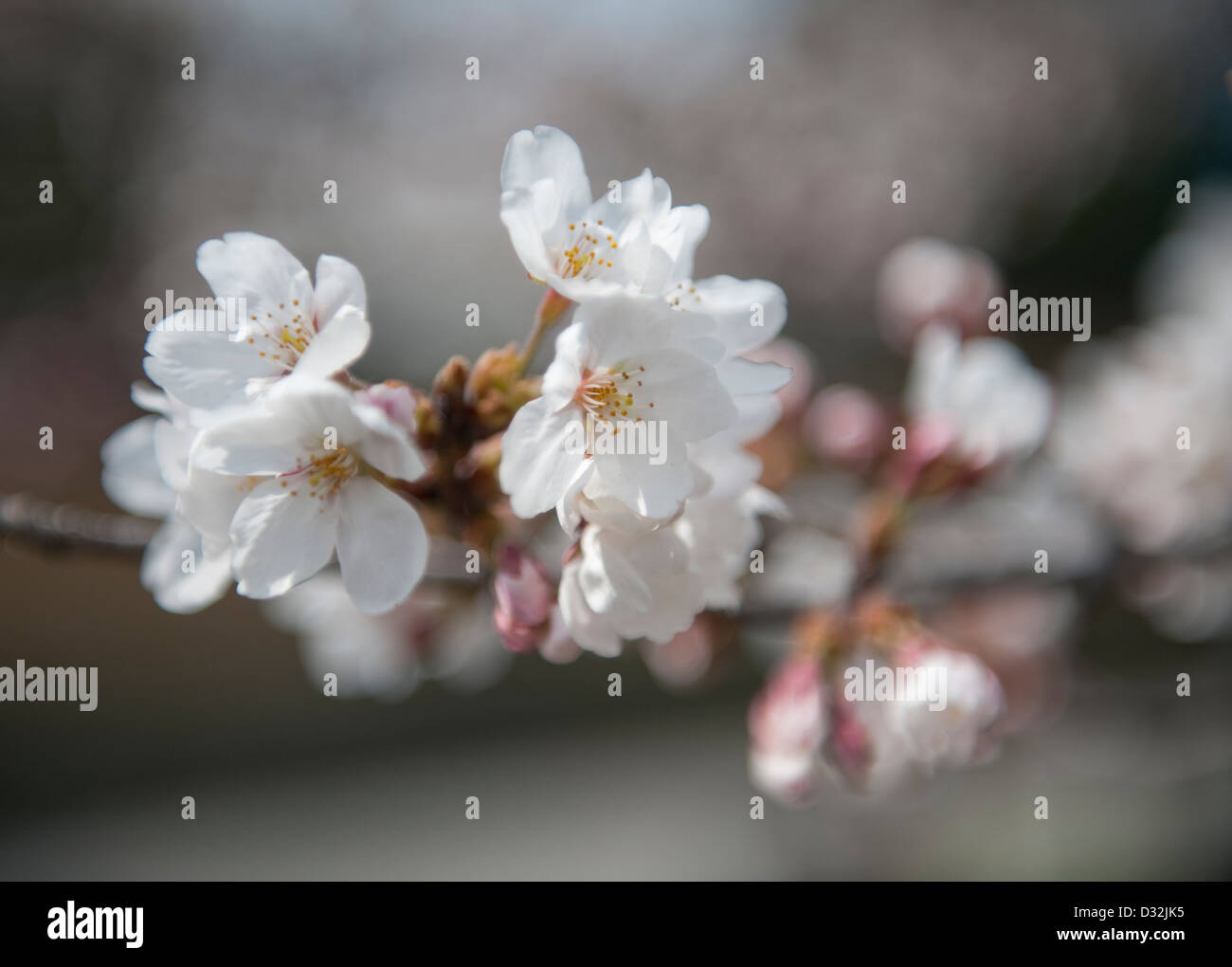Springtime in Japan is cherry blossom season -  a white Japanese flowering cherry tree (prunus serrulata) in full bloom Stock Photo