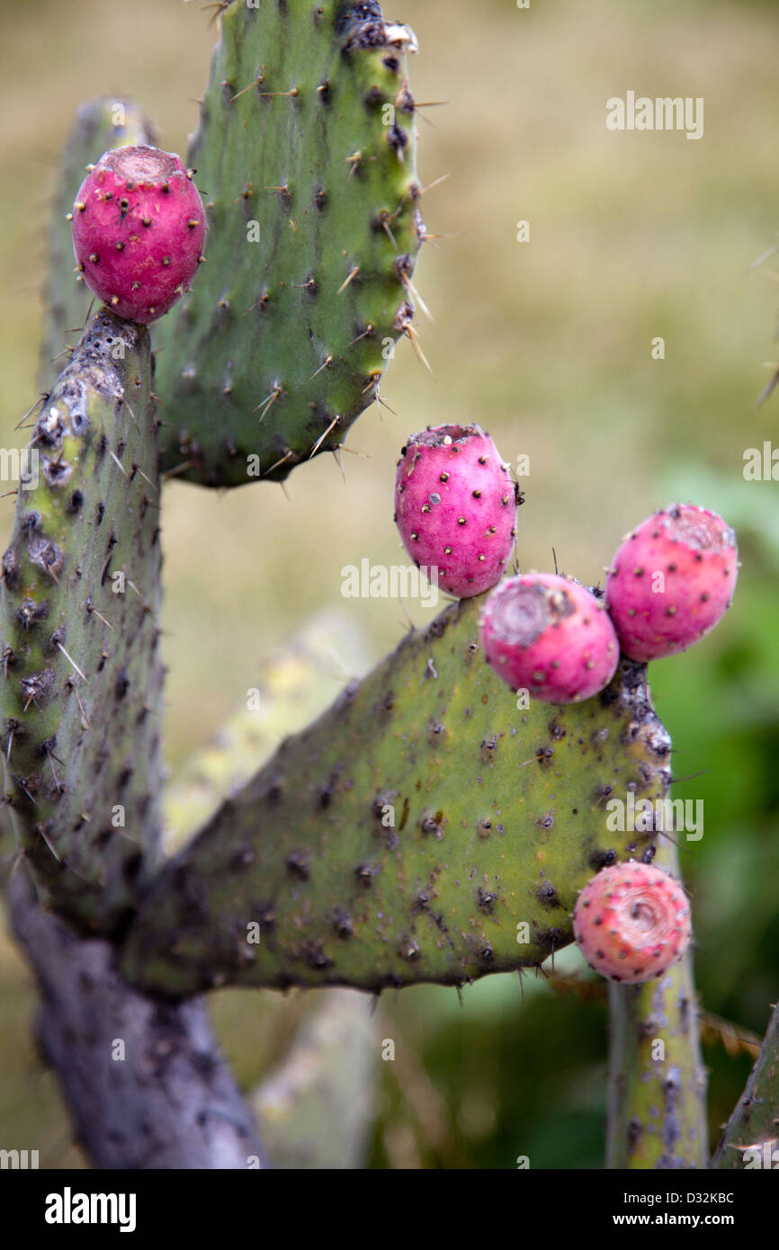 Prickly Pear/ Tuna at Monte Albán Archaeological Ruins Site in Oaxaca