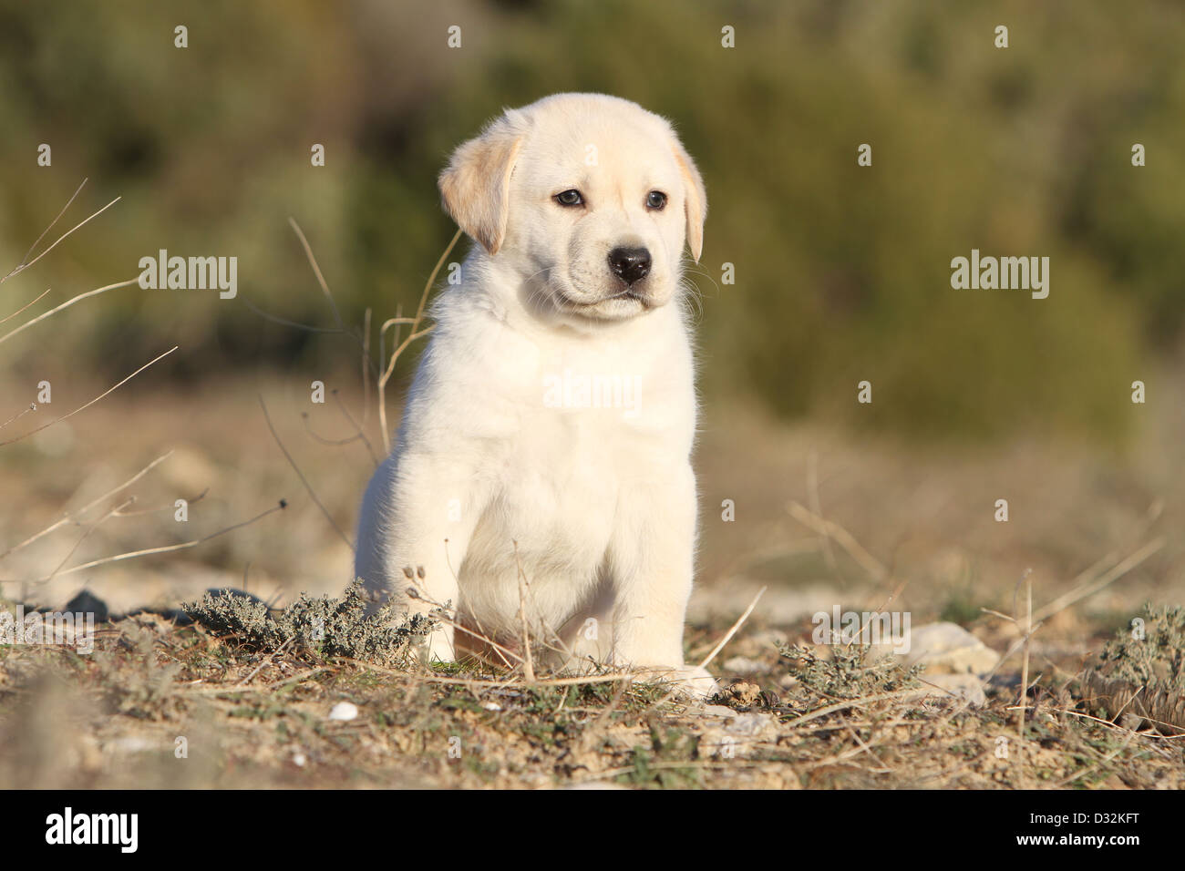 Dog Labrador Retriever puppy (yellow) sitting in a wood Stock Photo - Alamy