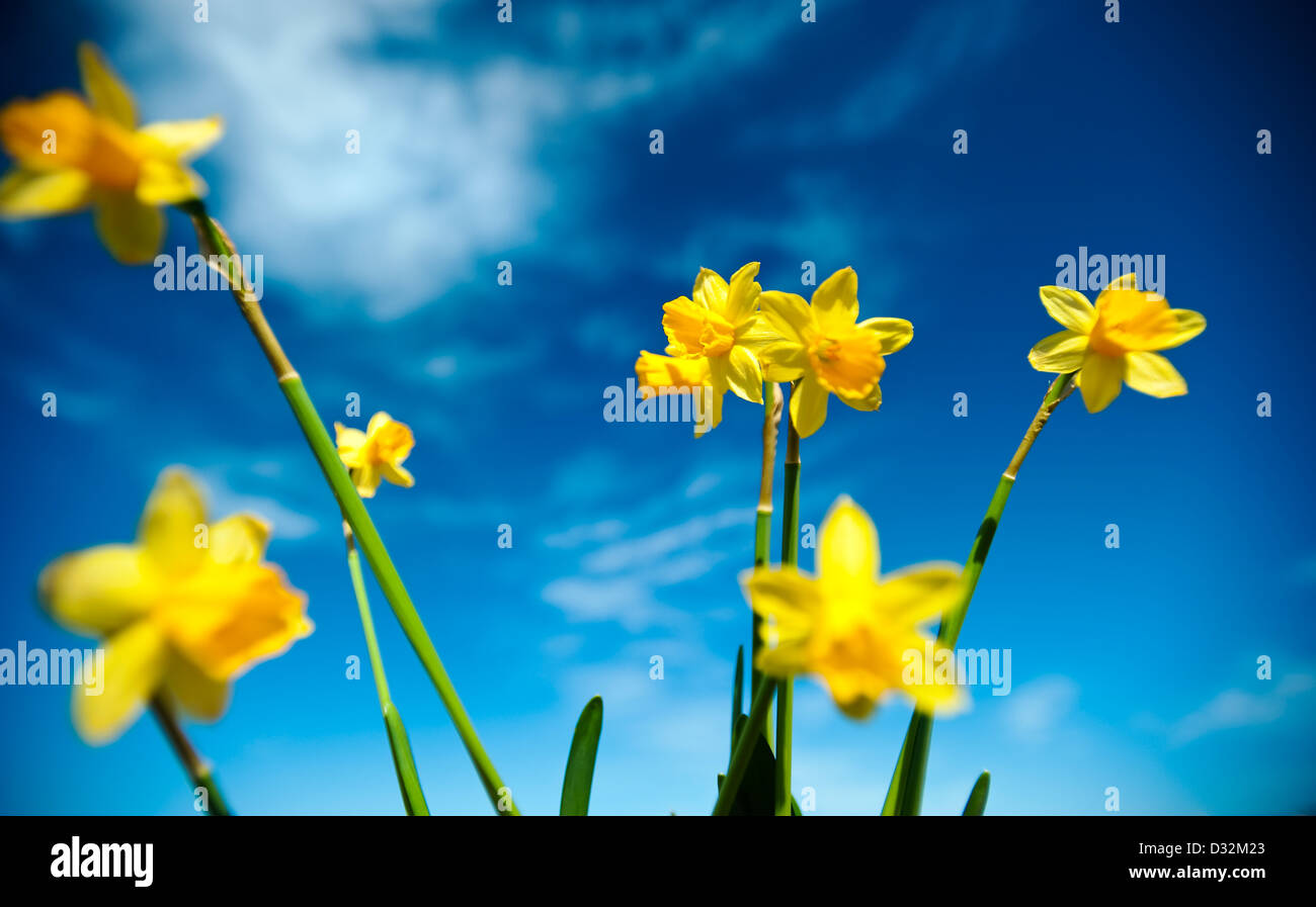 Daffodils against blue sky Stock Photo
