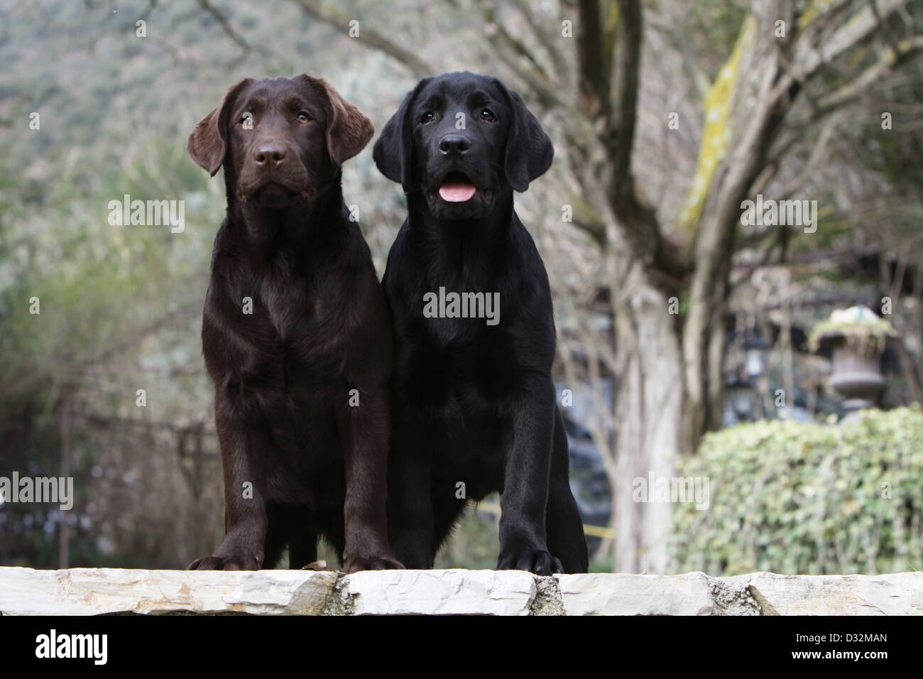 what color puppies will 2 black labs have