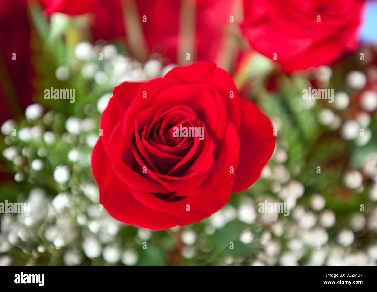 Red rose, Genus rosa Stock Photo