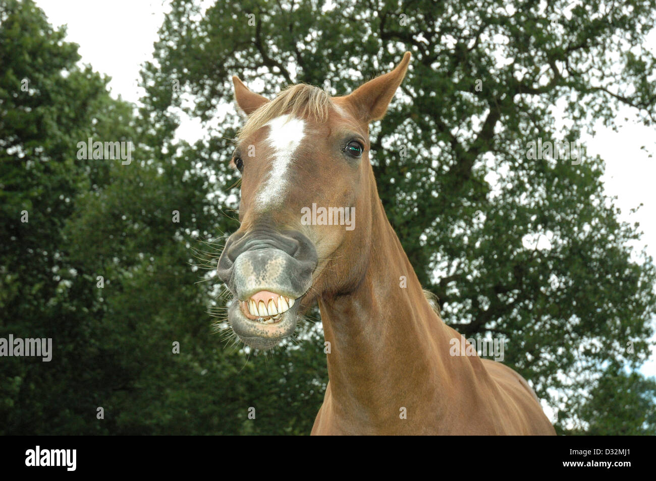 Funny horse face hires stock photography and images Alamy