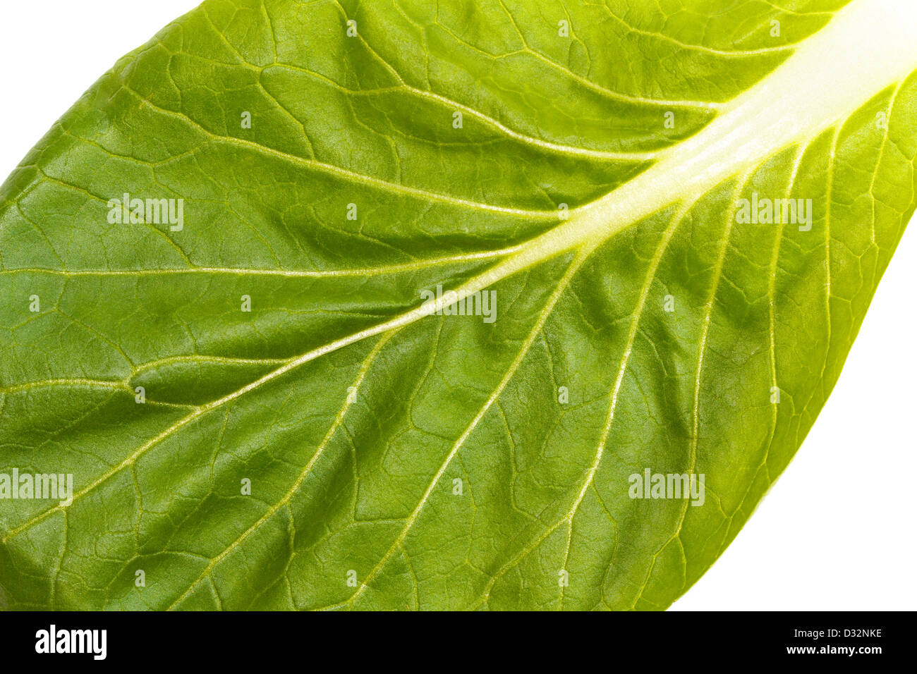Close up of fresh green pak choi (Brassica rapa) leaf with veins Stock Photo