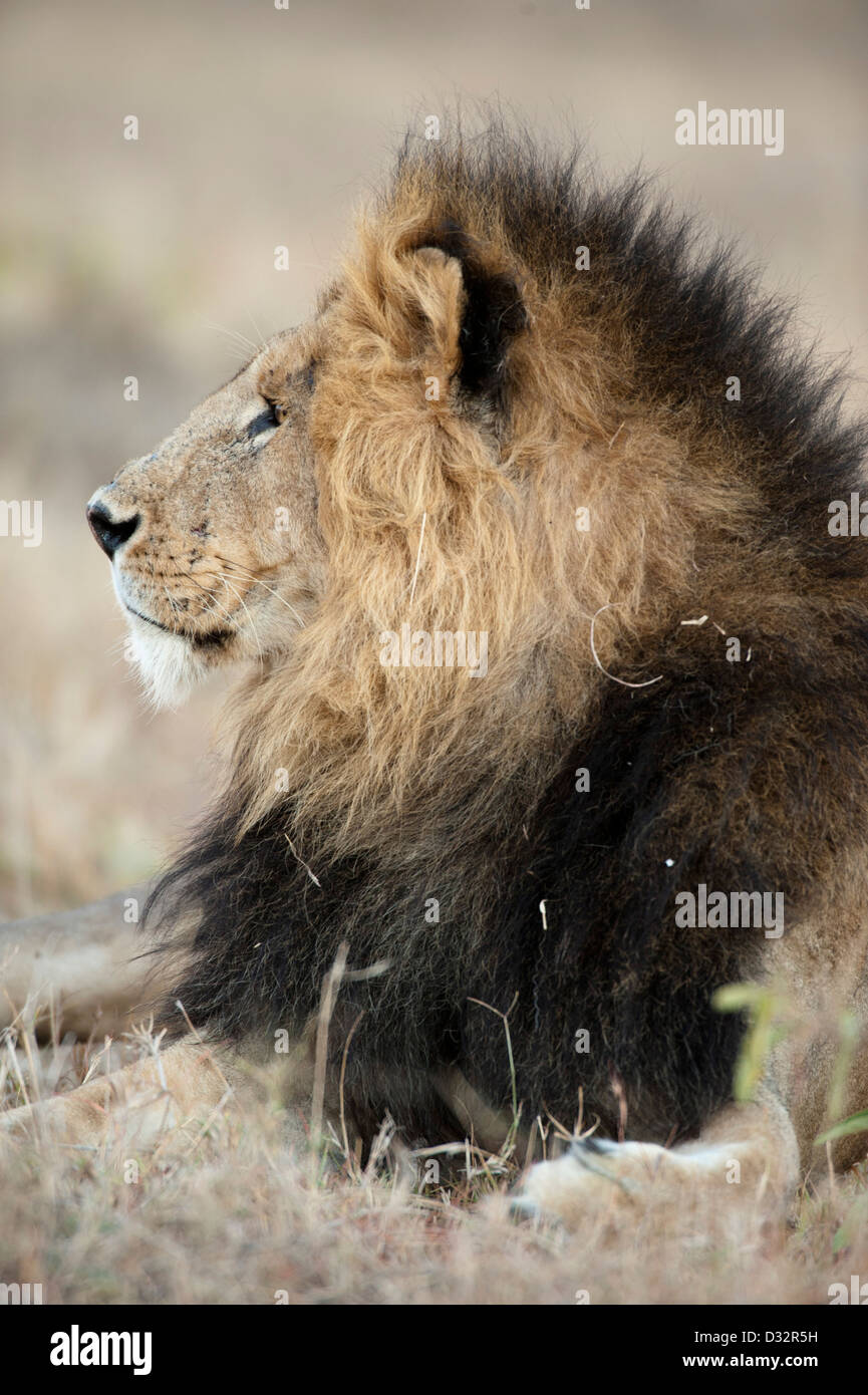 African male lions hi-res stock photography and images - Page 8 - Alamy