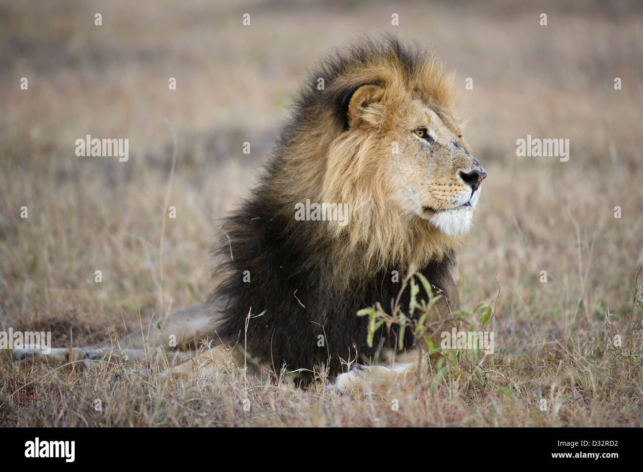 male Lion (Panthero leo), Maasai Mara National Reserve, Kenya Stock ...