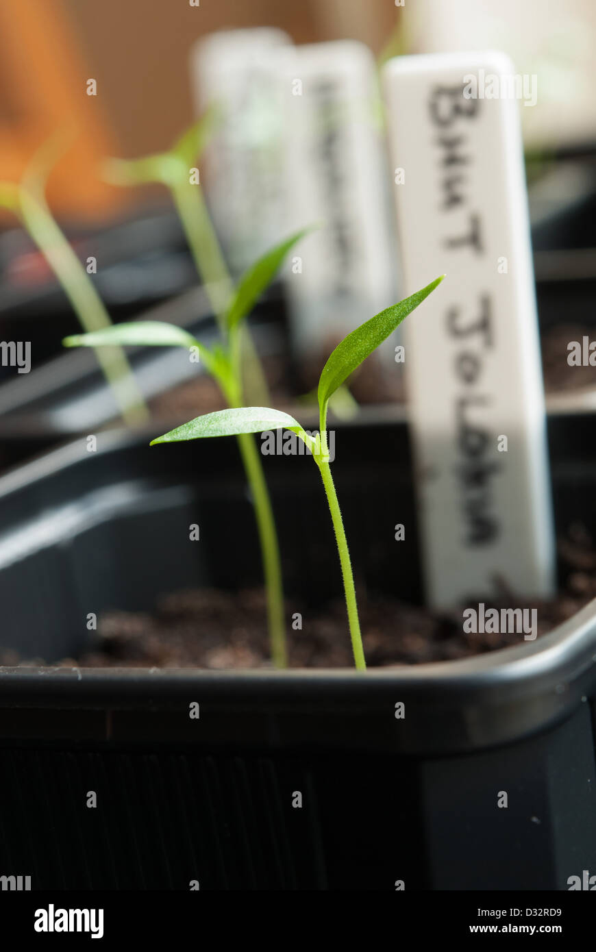 Chilli pepper plant seedlings growing in a propagator. UK, 2013 Stock