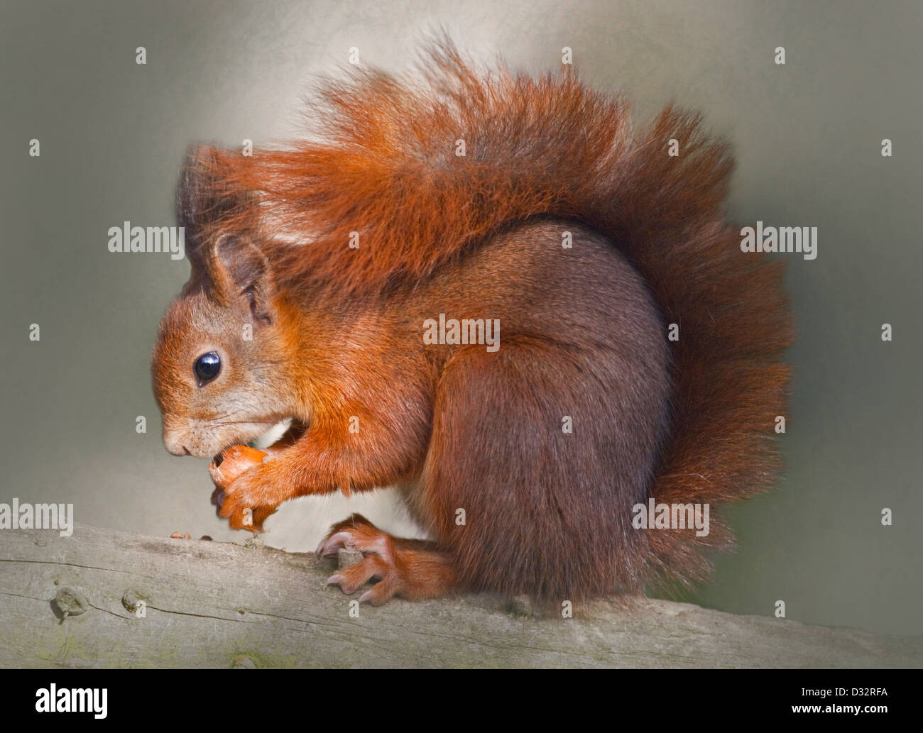 European Red Squirrel (sciurus vulgaris) eating nuts Stock Photo