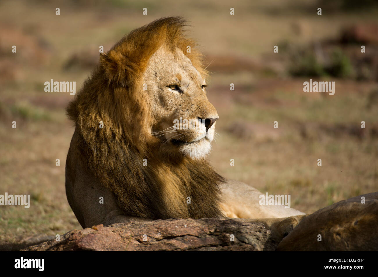 African male lion masai mara national park hi-res stock photography and ...