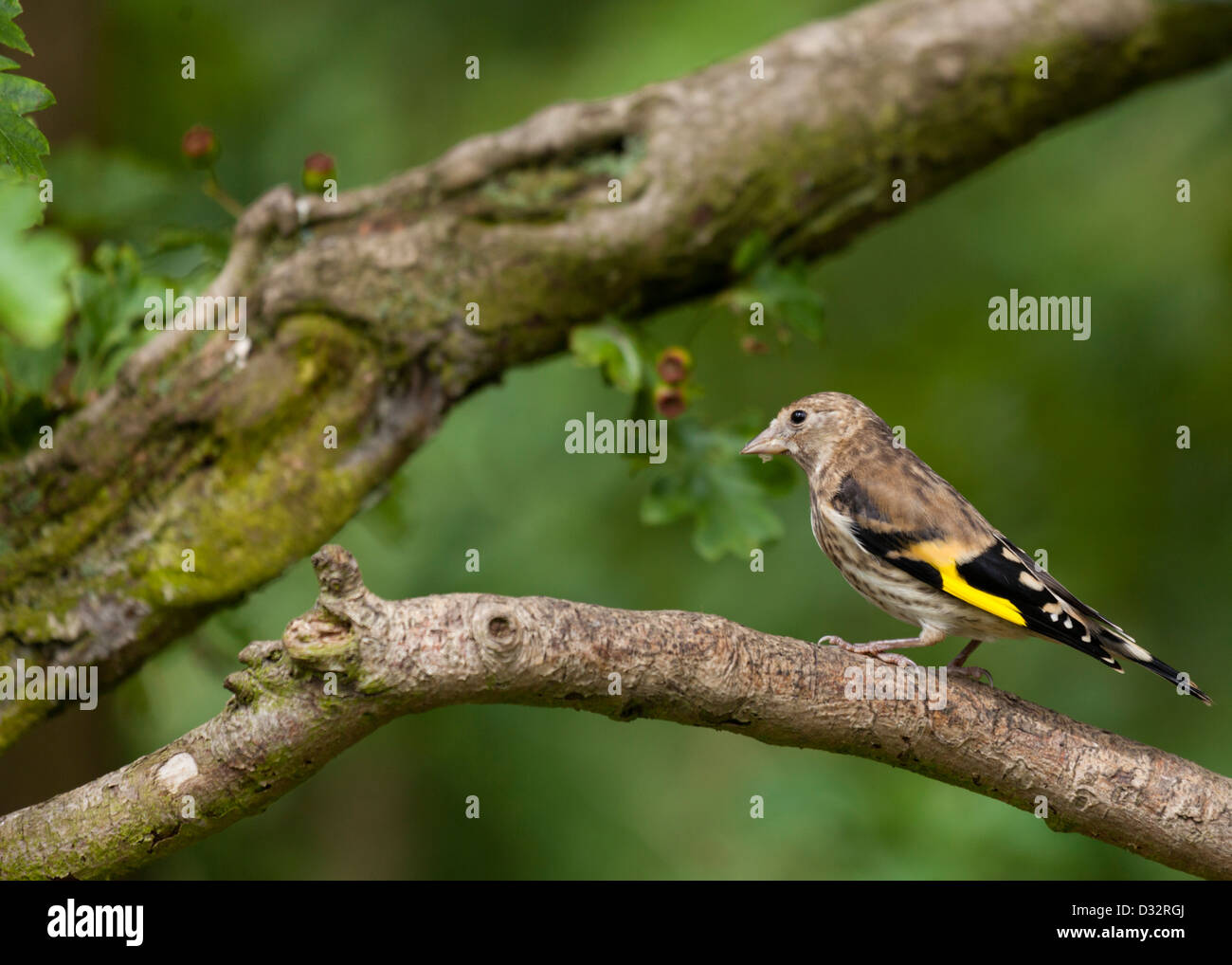 The Juvenile Goldfinch Stock Photo