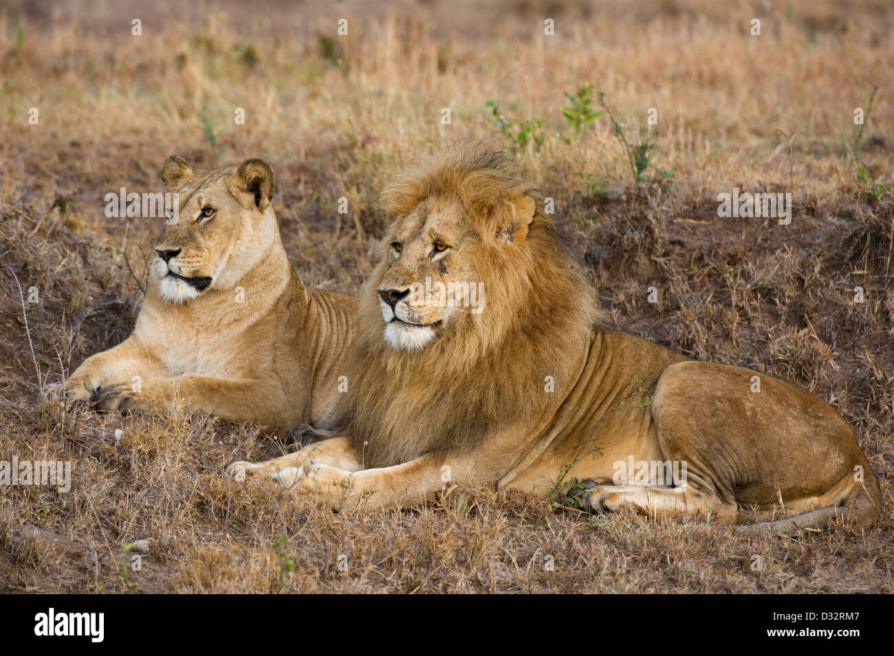Mating pair lions panthero leo hi-res stock photography and images - Alamy