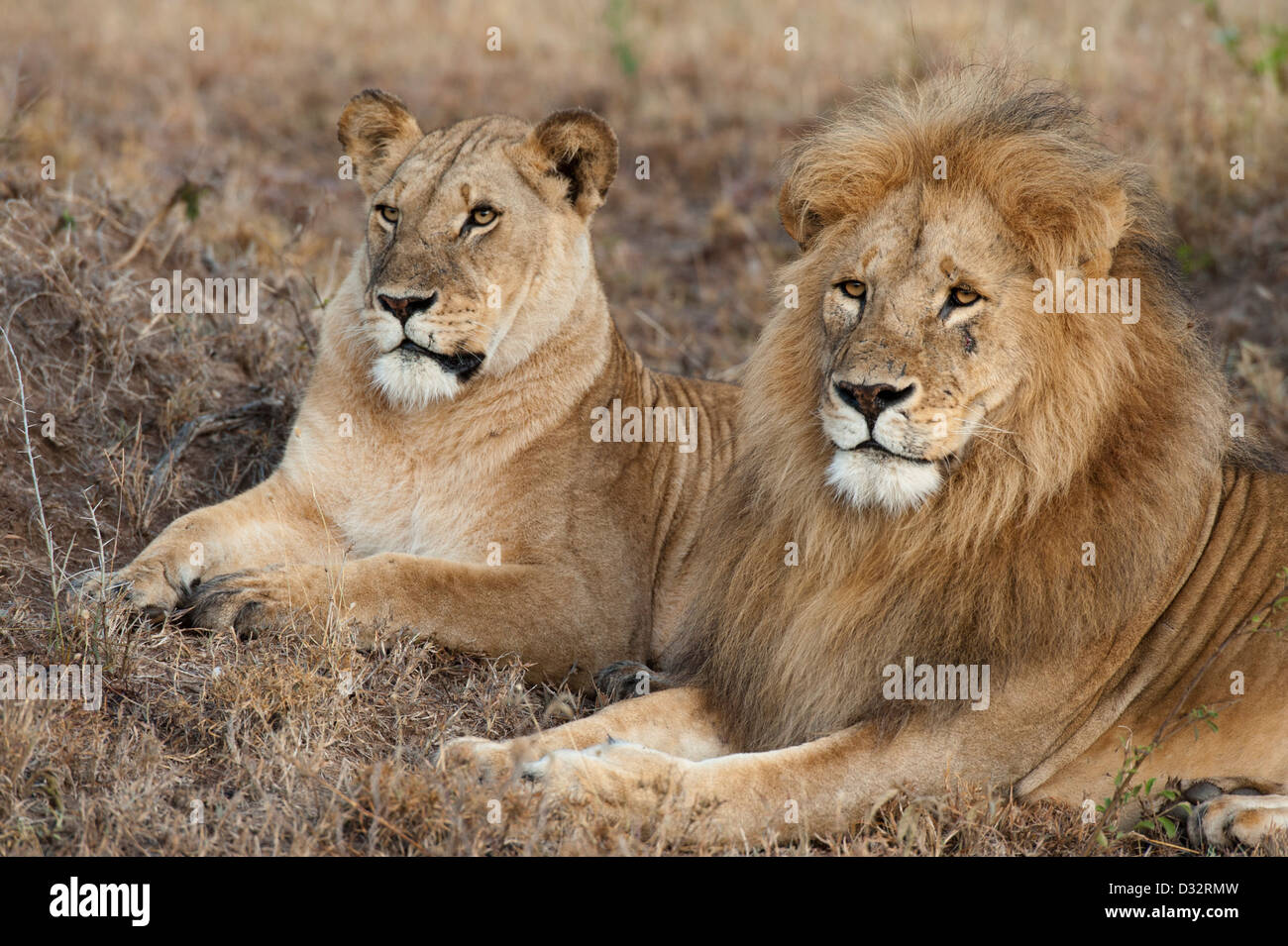 mating pair of Lions (Panthero leo), Maasai Mara National Reserve ...