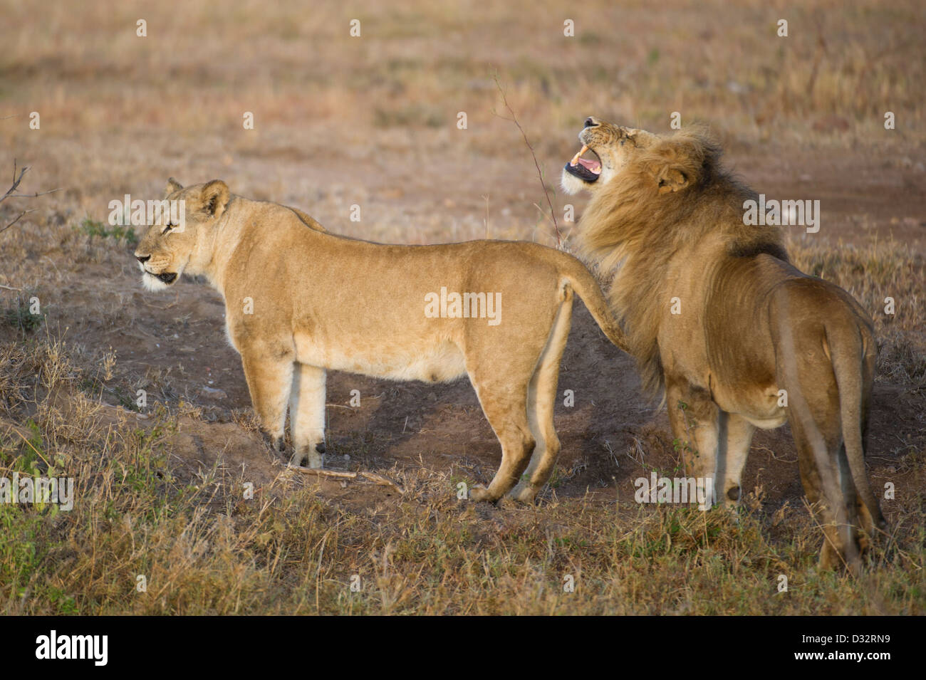 mating pair of Lions (Panthero leo), Maasai Mara National Reserve ...