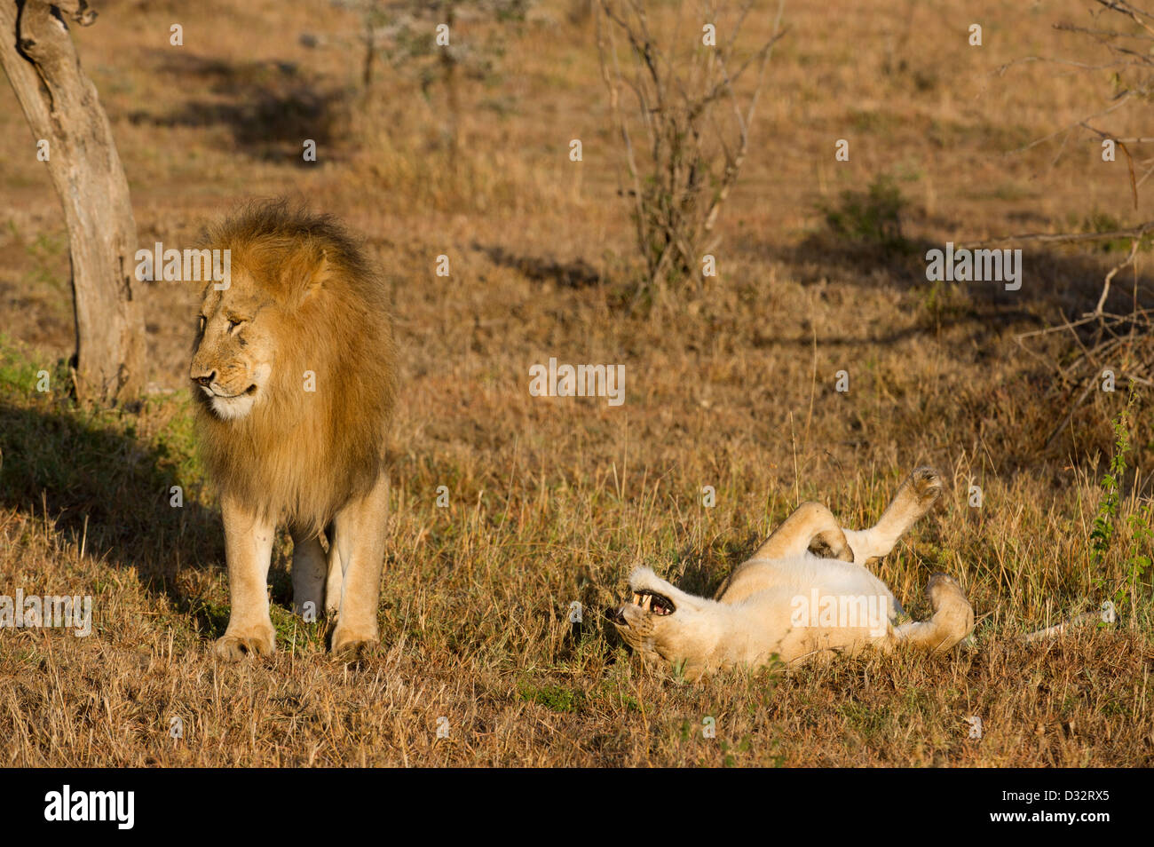 mating pair of lions (Panthero leo), Maasai Mara National Reserve ...