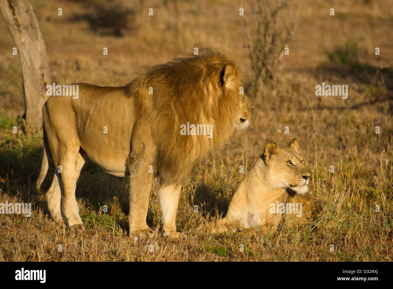 mating pair of lions (Panthero leo), Maasai Mara National Reserve ...