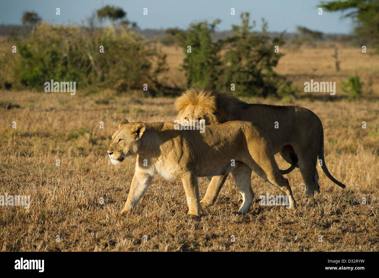 mating pair of lions (Panthero leo), Maasai Mara National Reserve ...