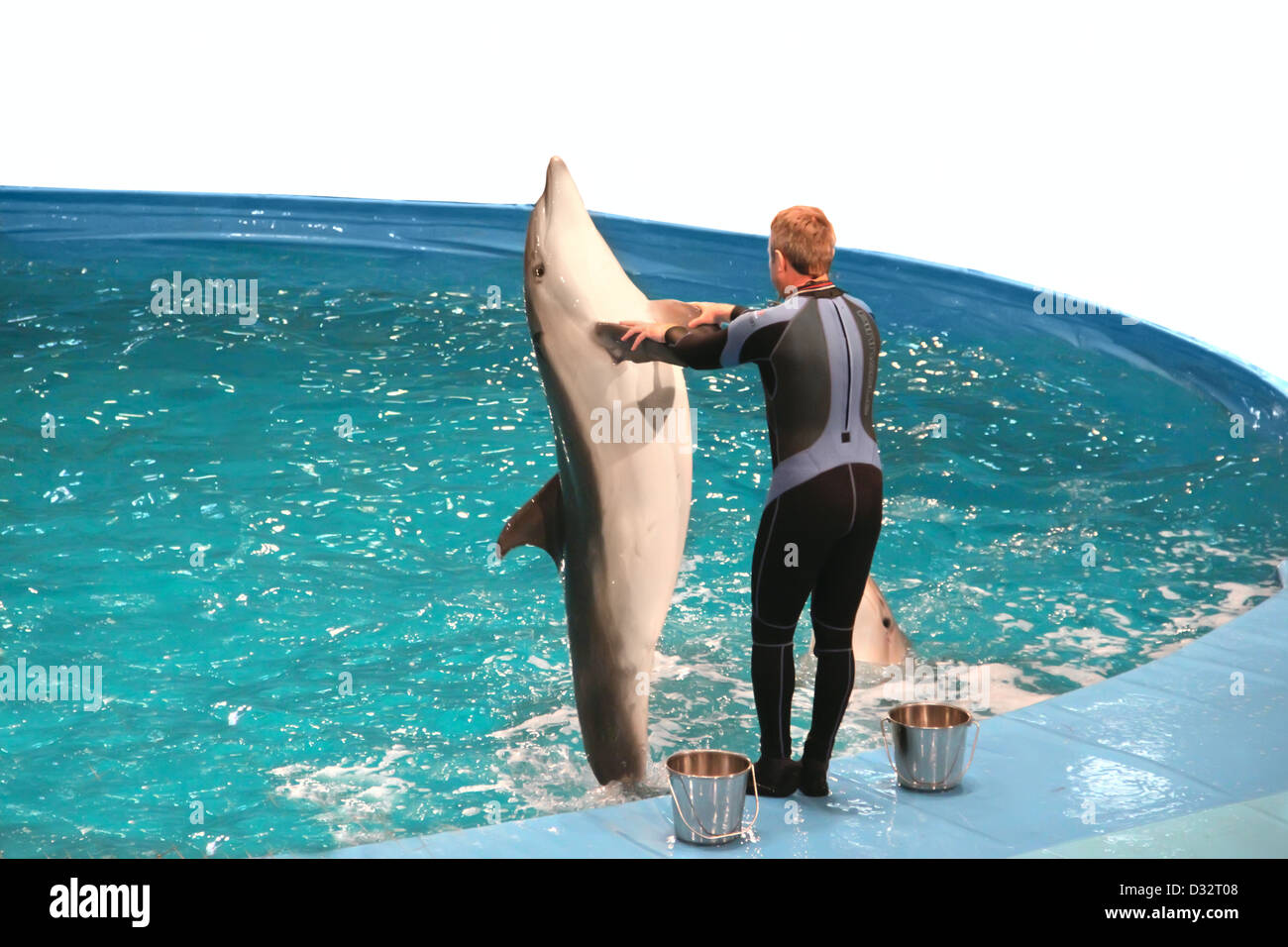 Professional animal trainer dolphin hires stock photography and images