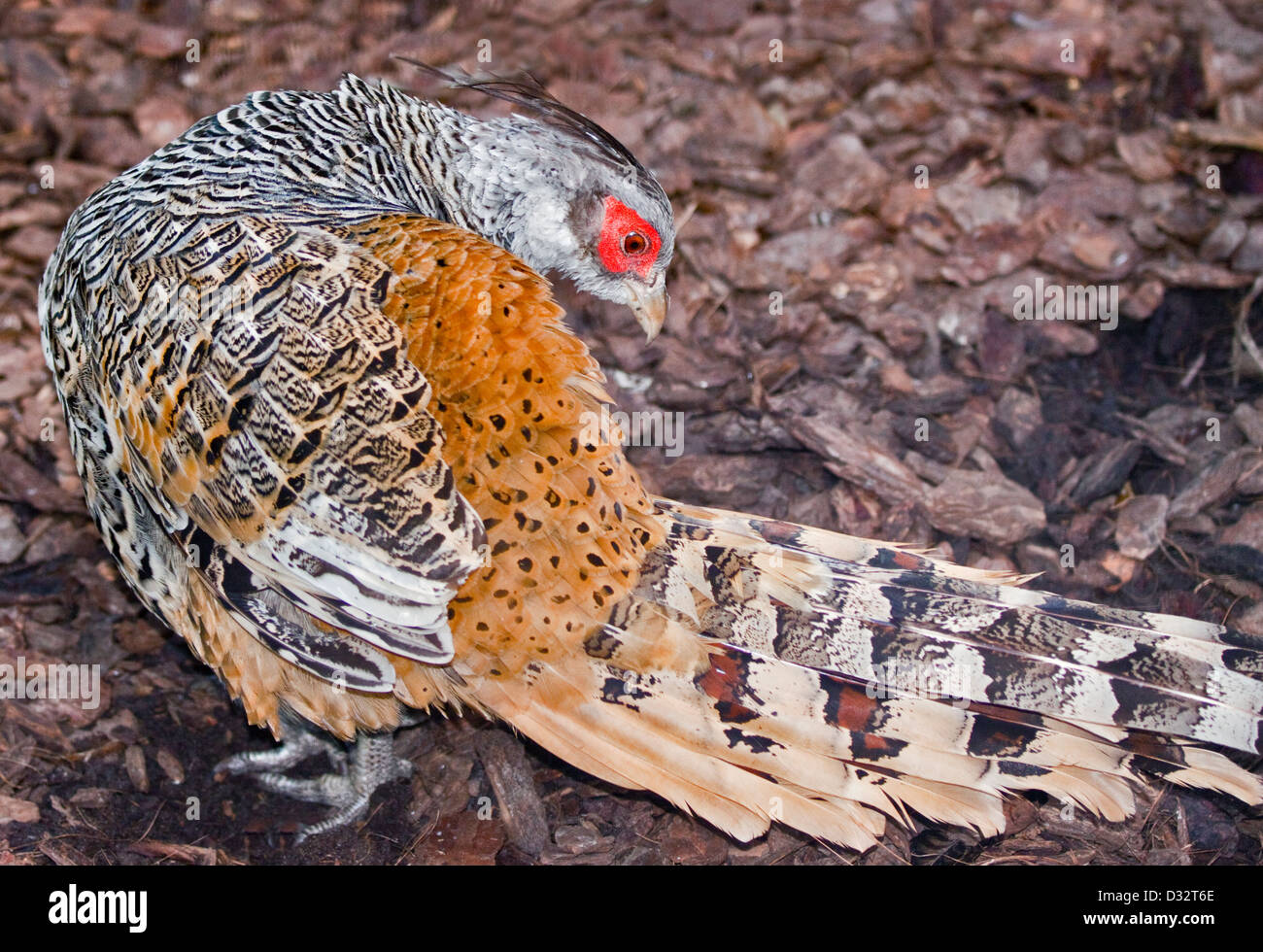Cheer Pheasant / Wallich's Pheasant (catreus wallichii) male Stock